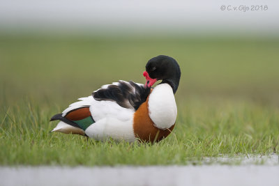 BERGEEND shelduck