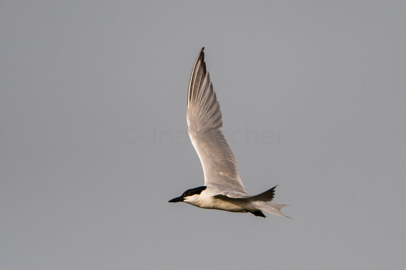 Brazoria NWR 7-1-17 0078-0004.jpg