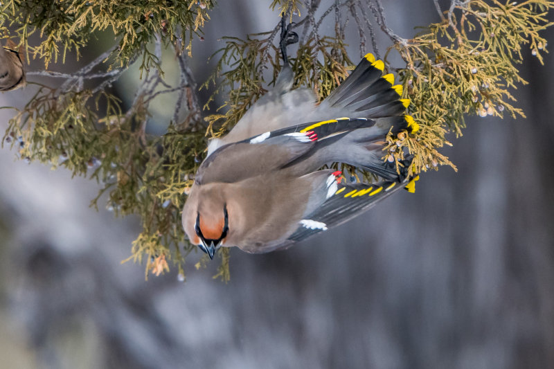 Yellowstone NP 20180126_1970.jpg