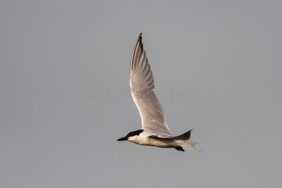 Brazoria NWR 7-1-17 0078-0004.jpg