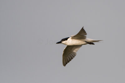 Brazoria NWR 7-1-17 0082-0005.jpg