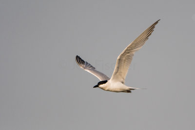 Brazoria NWR 7-1-17 0085-0006.jpg