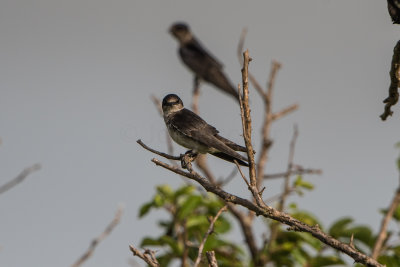 Purple Martin