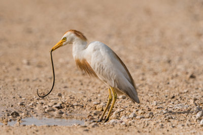 Brazoria NWR 7-1-17 0131-0013.jpg