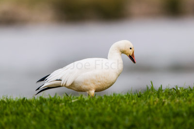 Domestic Duck