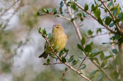 Orange-Crowned Warbler