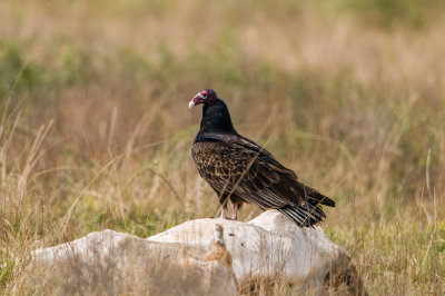 Turkey Vulture