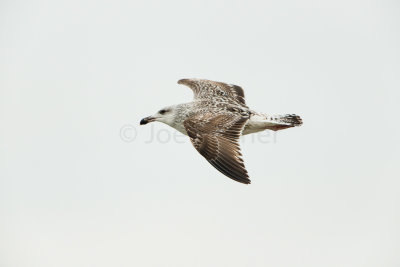 Great Black-backed Gull
