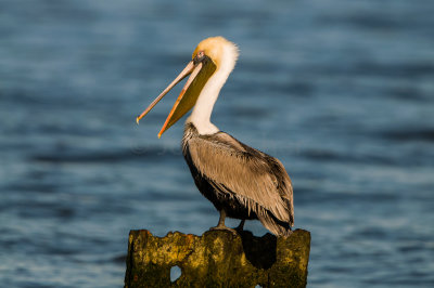 Brown Pelican