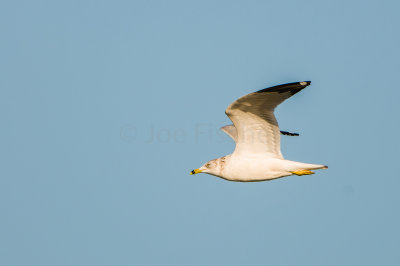 Ring-Billed Gull
