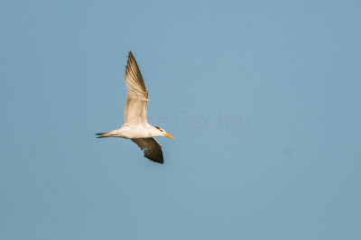 Royal Tern