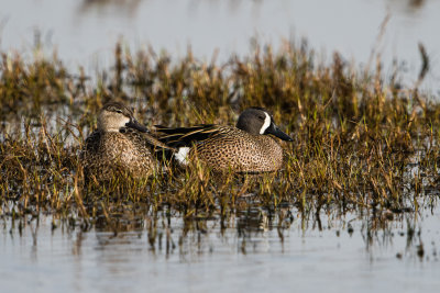 Blue-Winged Teal