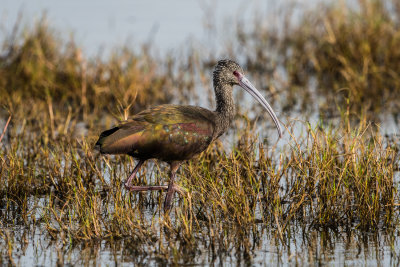 White-Faced Ibis