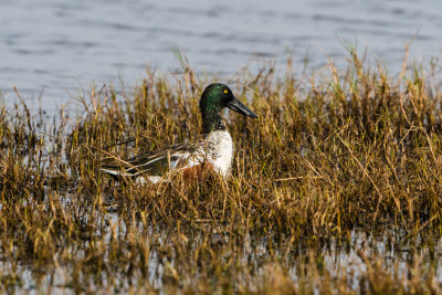 Northern Shoveler