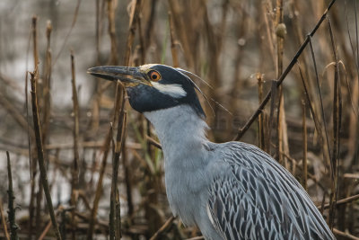 Yellow-Crowned Night-Heron