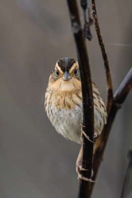 Nelson's Sharp-tailed Sparrow