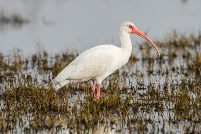 Brazoria NWR 1-14-17 0334-0021.jpg