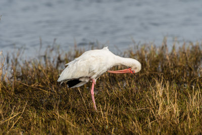 Brazoria NWR 1-14-17 0381-0026.jpg