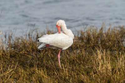 Brazoria NWR 1-14-17 0384-0027.jpg