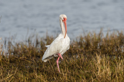 Brazoria NWR 1-14-17 0389-0028.jpg
