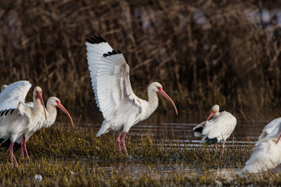 Brazoria NWR 1-14-17 0401-0029.jpg