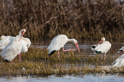 Brazoria NWR 1-14-17 0405-0030.jpg