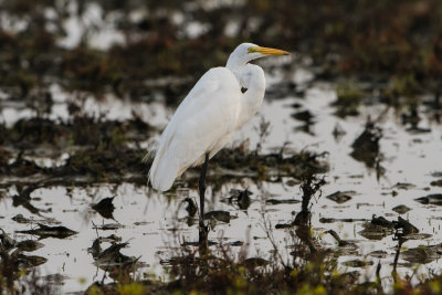 Great Egret