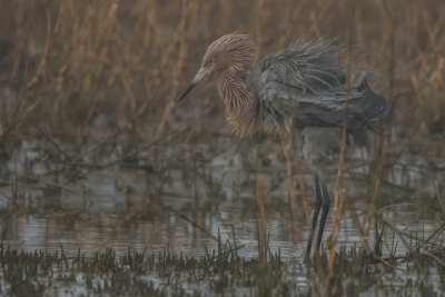 Surfside 1-14-17 0109-0011.jpg