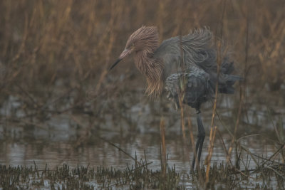 Surfside 1-14-17 0110-0012.jpg