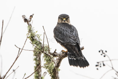 Brazoria NWR 1-14-17 0301-0018.jpg