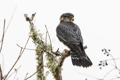 Brazoria NWR 1-14-17 0306-0019.jpg