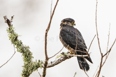 Merlin