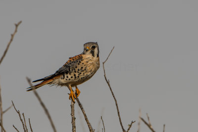 Brazoria NWR 1-14-17 0415-0032.jpg