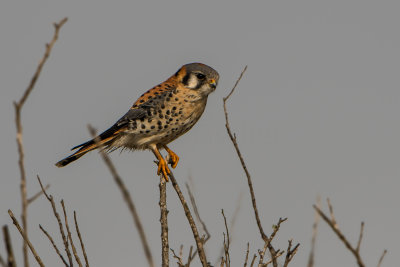 American Kestrel