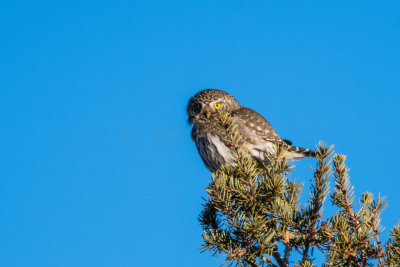 Yellowstone NP 20180116_0076.jpg