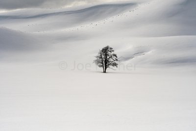 Yellowstone NP 20180117_0266.jpg