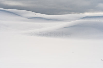 Yellowstone NP 20180117_0267.jpg