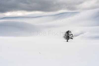 Yellowstone NP 20180117_0281.jpg