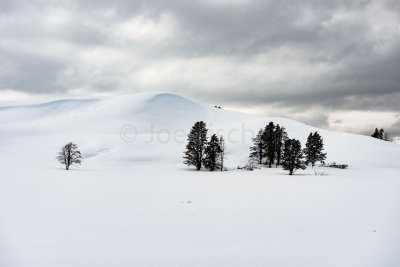 Yellowstone NP 20180117_0284.jpg