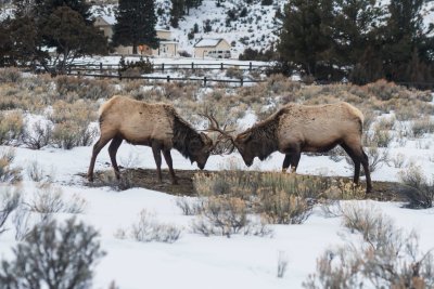 Yellowstone NP 20180117_0315.jpg