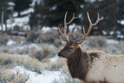 Yellowstone NP 20180117_0354.jpg