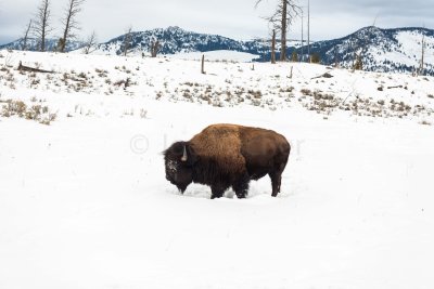 Yellowstone NP 20180118_0417.jpg