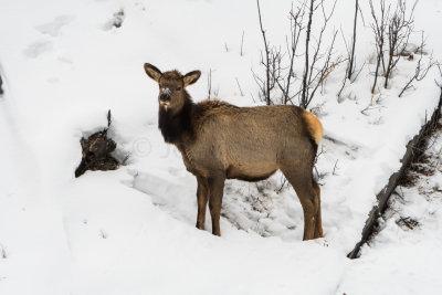 Yellowstone NP 20180118_0418.jpg