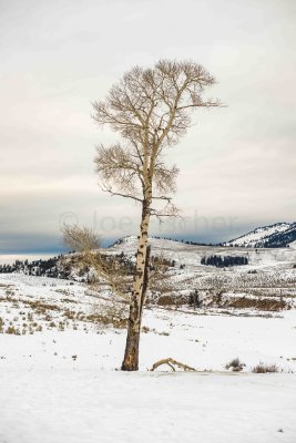Yellowstone NP 20180118_0428.jpg