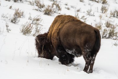 Yellowstone NP 20180118_0444.jpg