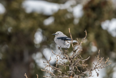 Yellowstone NP 20180118_0460.jpg