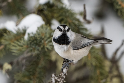 Yellowstone NP 20180118_0464.jpg
