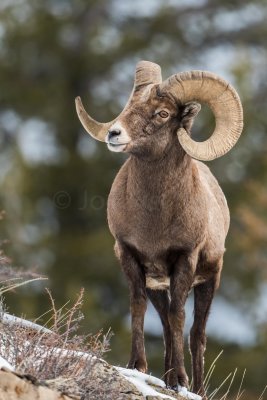 Yellowstone NP 20180118_0556.jpg