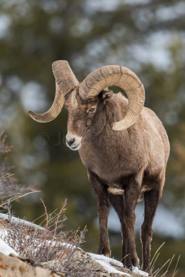 Yellowstone NP 20180118_0558.jpg