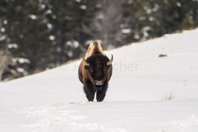 Yellowstone NP 20180118_0581.jpg